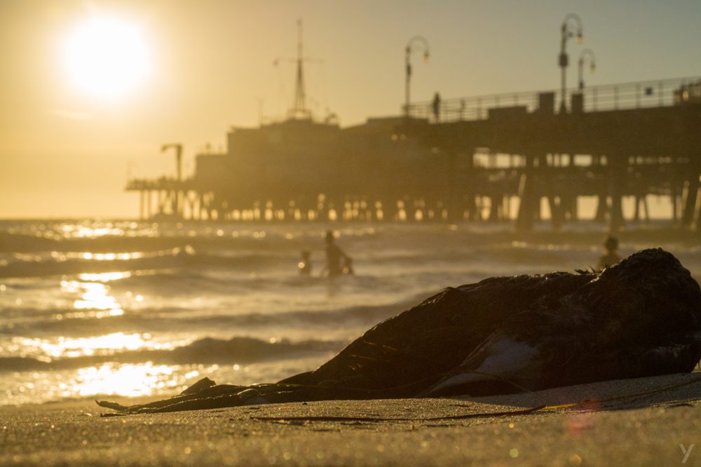 Photograph by Yiannis Manolopoulos — California · 2015